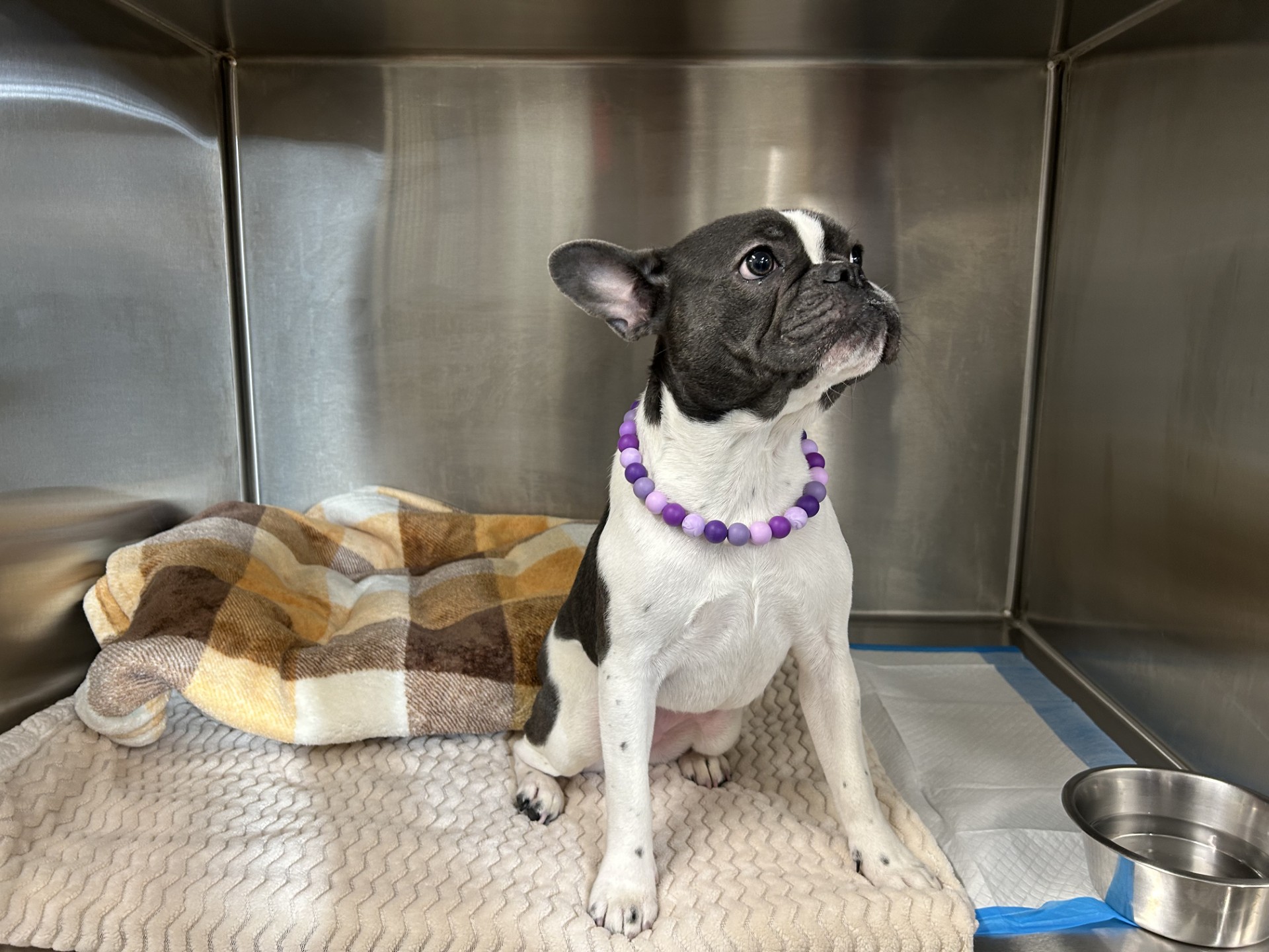 Black and white dog sitting in cozy kennel