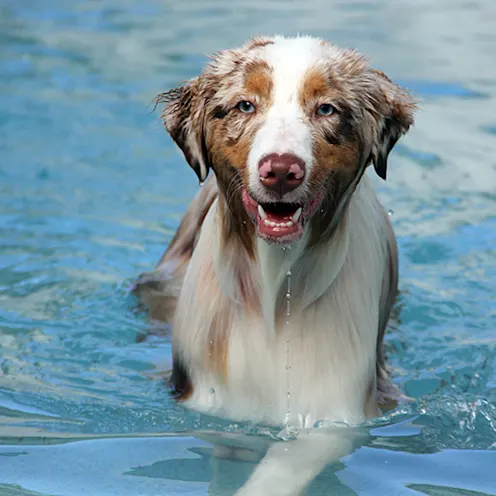 Lauderdale Pet Lodge Dog in Pool Area Lauderdale Pet Lodge Dog in Pool Area