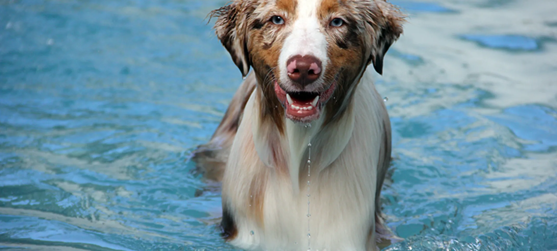 Lauderdale Pet Lodge Dog in Pool Area Lauderdale Pet Lodge Dog in Pool Area