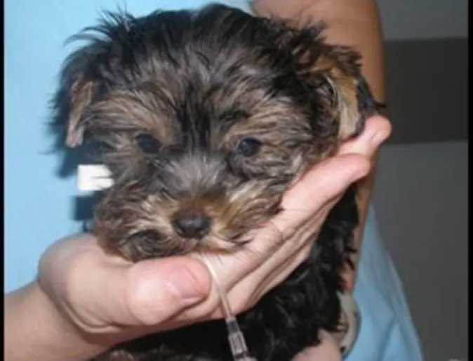 Vet holding small puppy in hands Vet holding small puppy in hands
