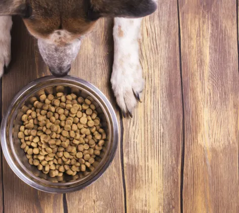 Dog sitting on wooden floor in front of dog bowl