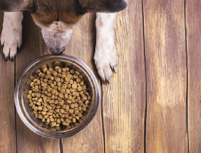 Dog sitting on wooden floor in front of dog bowl