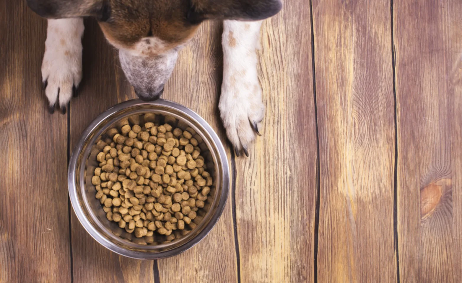 Dog sitting on wooden floor in front of dog bowl