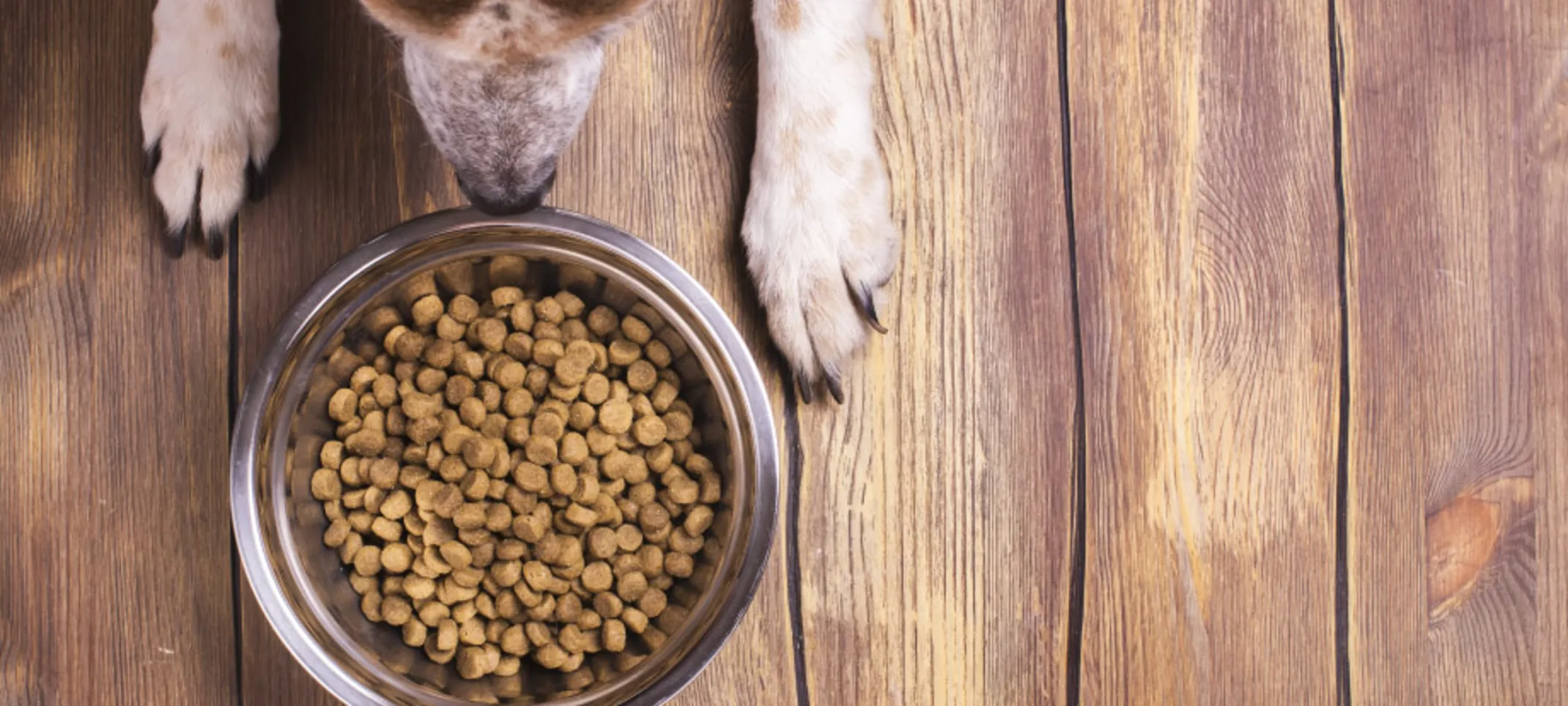 Dog sitting on wooden floor in front of dog bowl