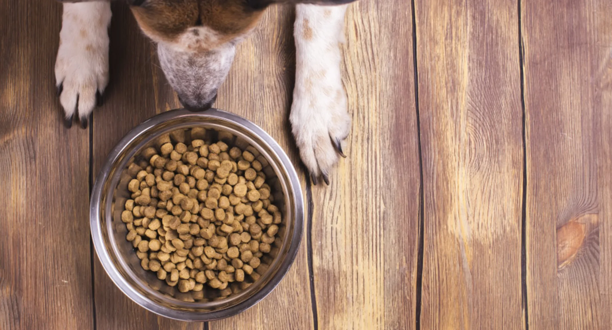 Dog sitting on wooden floor in front of dog bowl