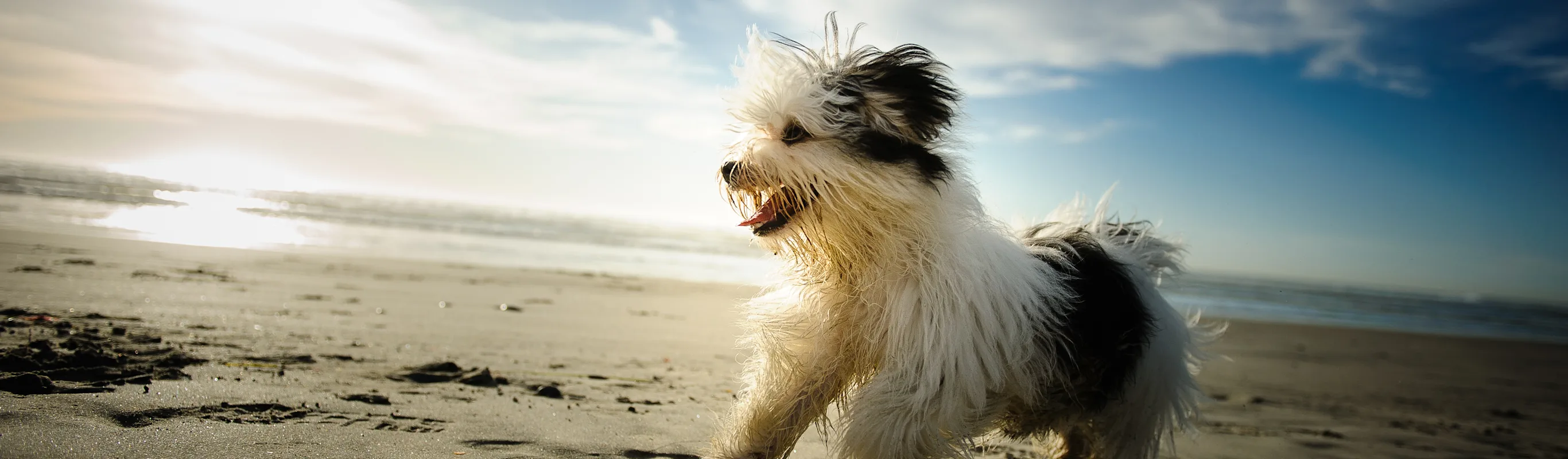 little dog running in the waves little dog running in the waves