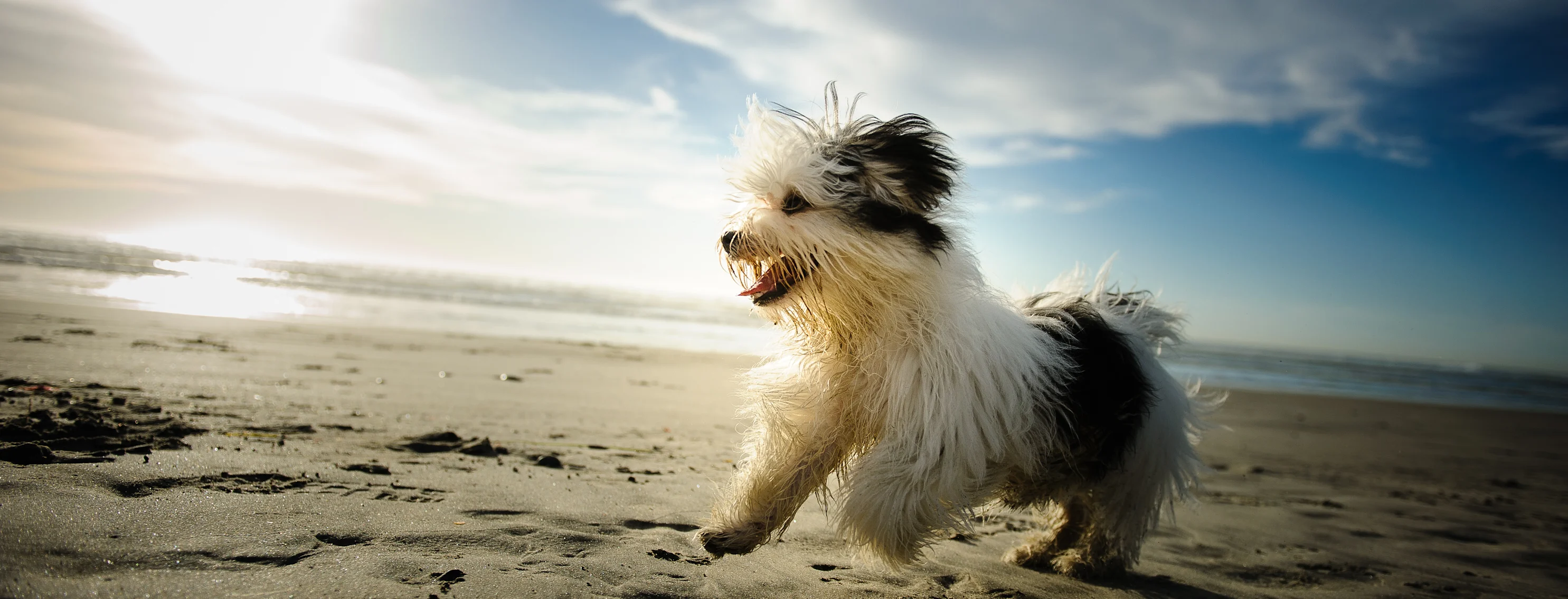 little dog running in the waves