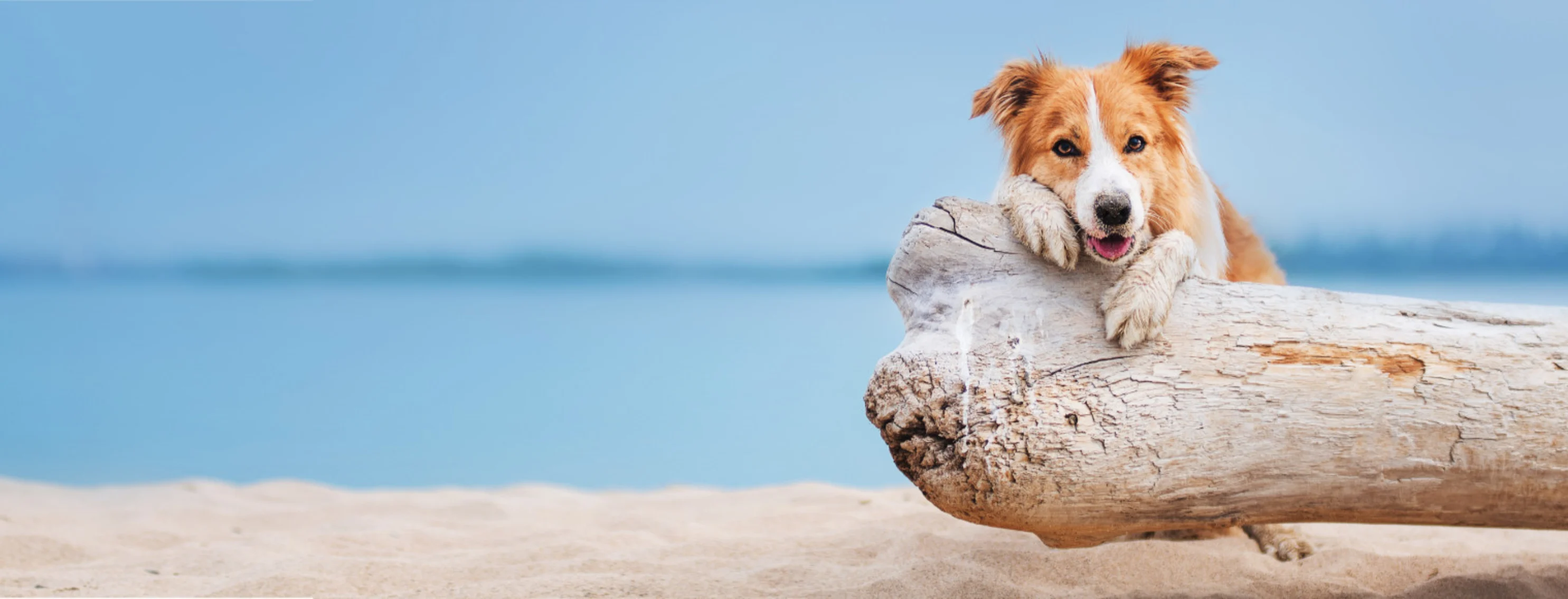 Red Border Collie Playing at the Beach