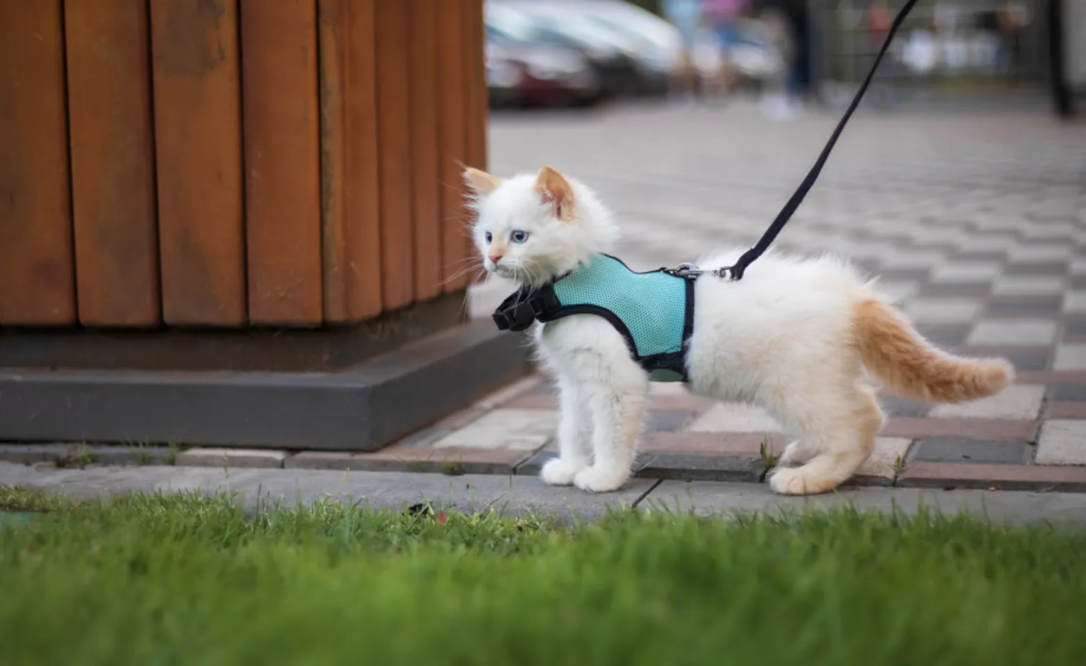 a cat on a harness being walked outside a cat on a harness being walked outside