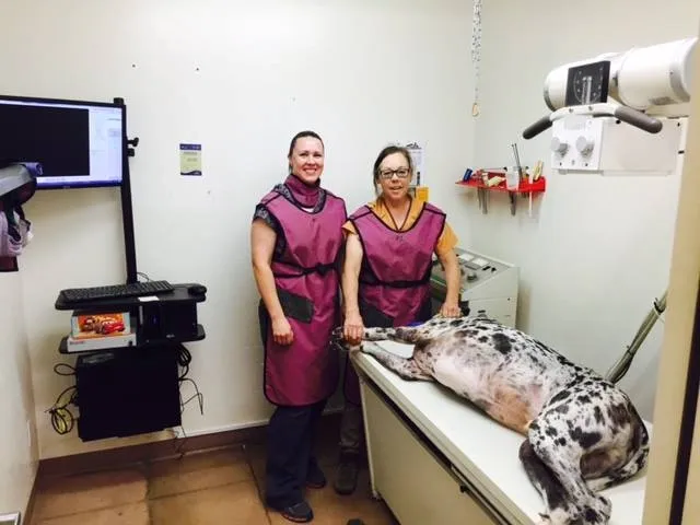 Staff giving dog xray