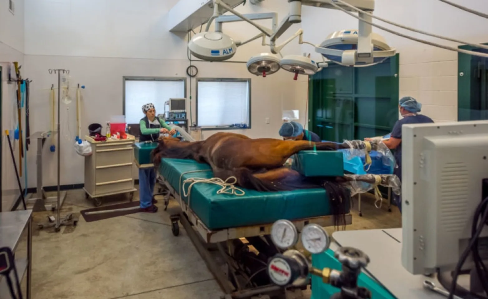 horse on operating table horse on operating table