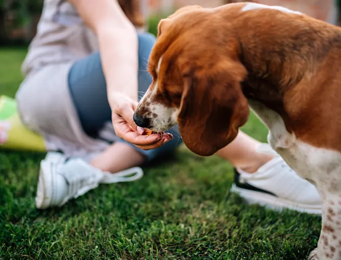 woman feeding dog woman feeding dog