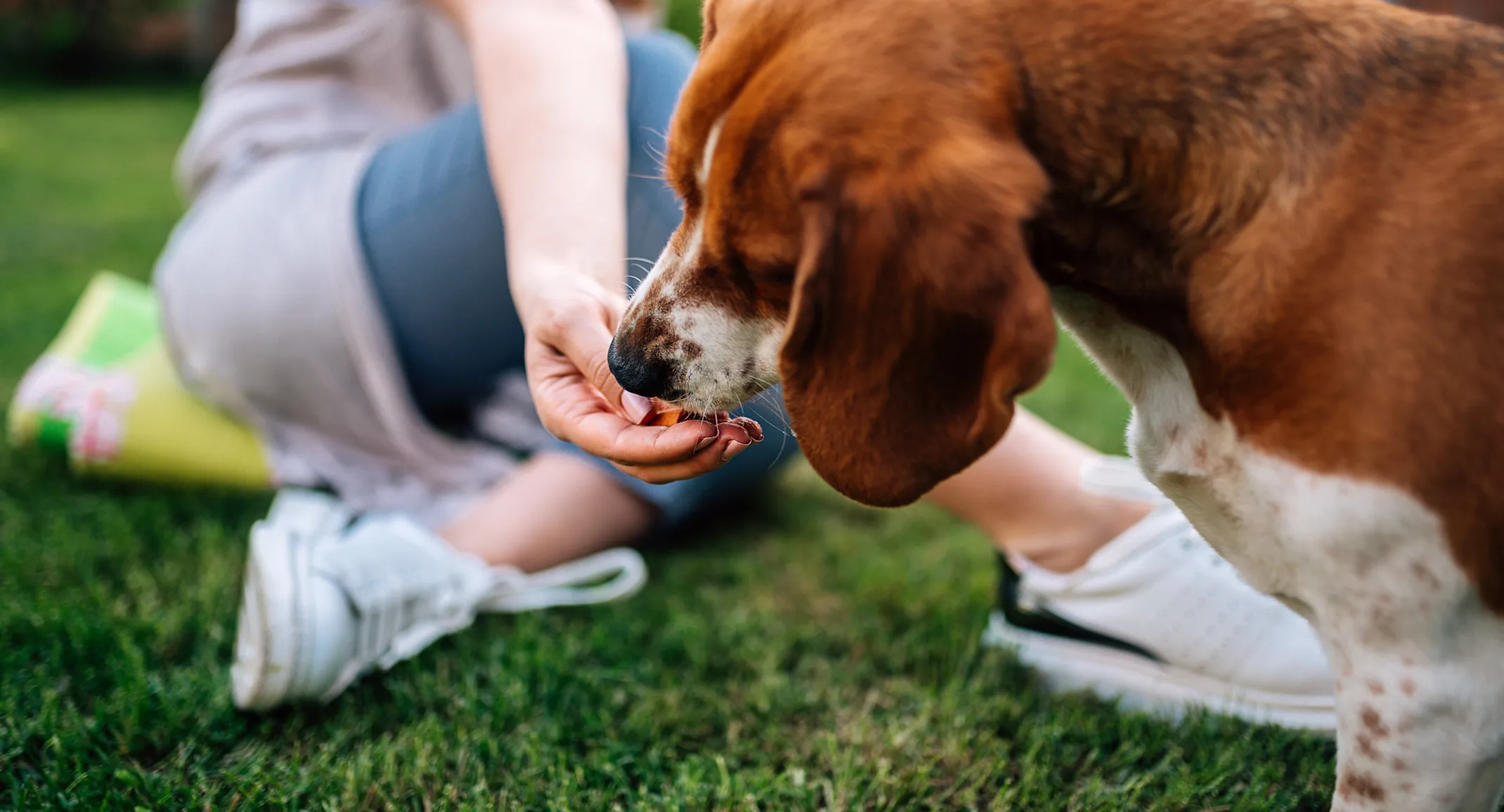 woman feeding dog