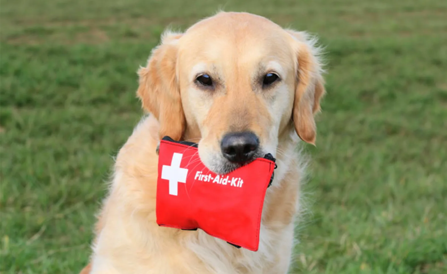A Golden Retriever holding a first aid kit