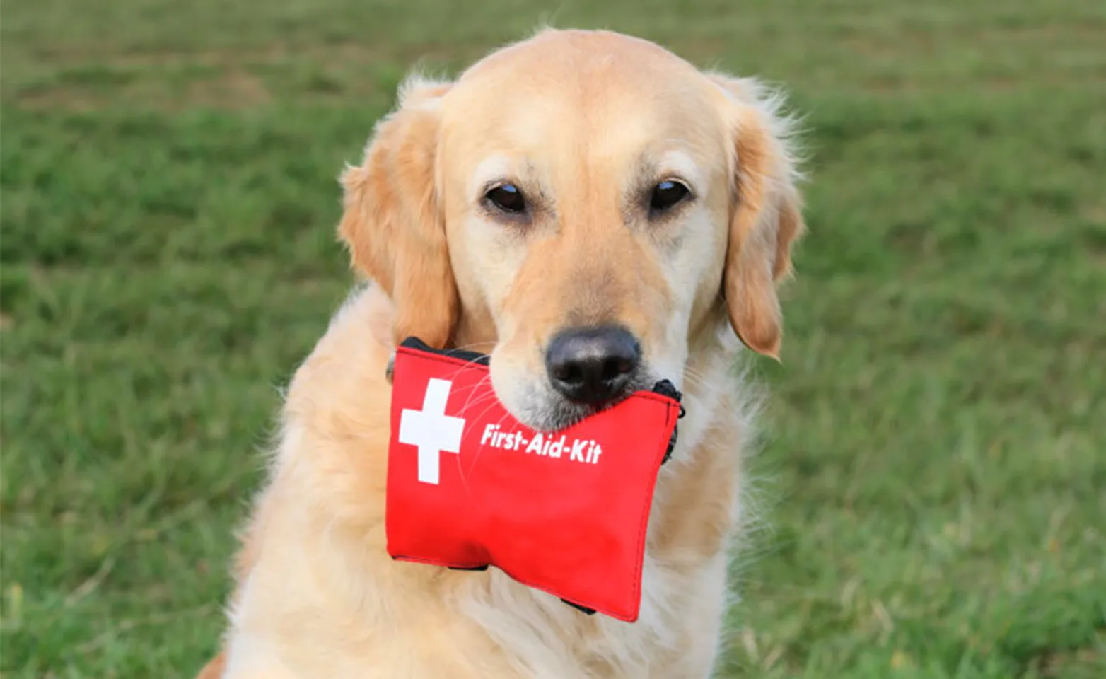 A Golden Retriever holding a first aid kit A Golden Retriever holding a first aid kit