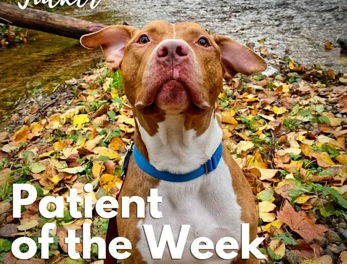 A brown and white dog named Tucker A brown and white dog named Tucker