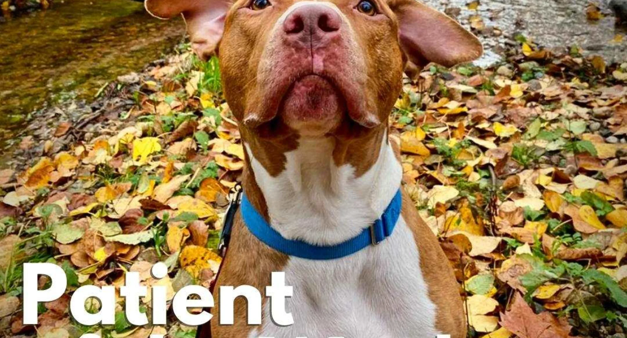 A brown and white dog named Tucker A brown and white dog named Tucker