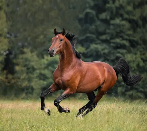 Bay horse gallops on the grass