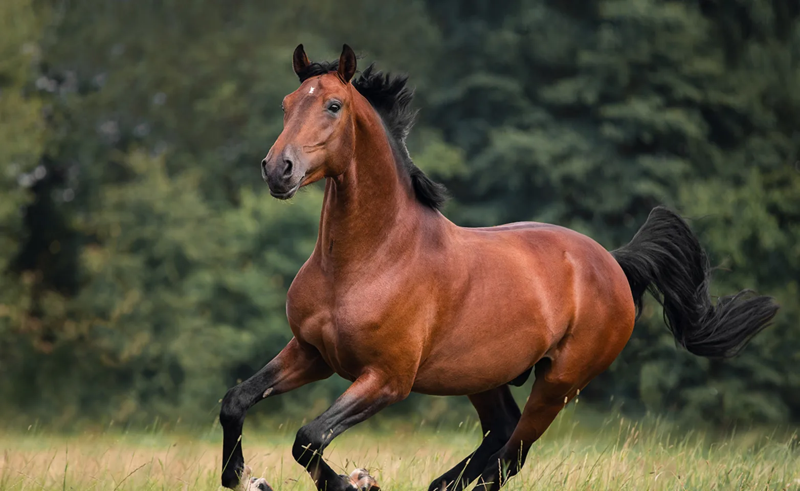 Bay horse gallops on the grass Bay horse gallops on the grass