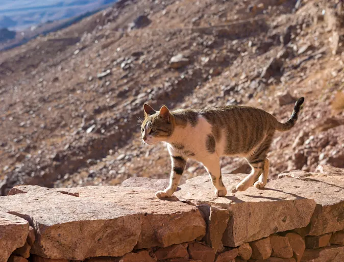 Cat Cat