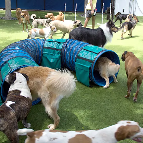 Lauderdale Pet Lodge Agility Lauderdale Pet Lodge Agility