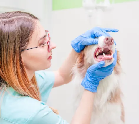 White and Orange Dog is having their teeth examined by a female Veterinarian.