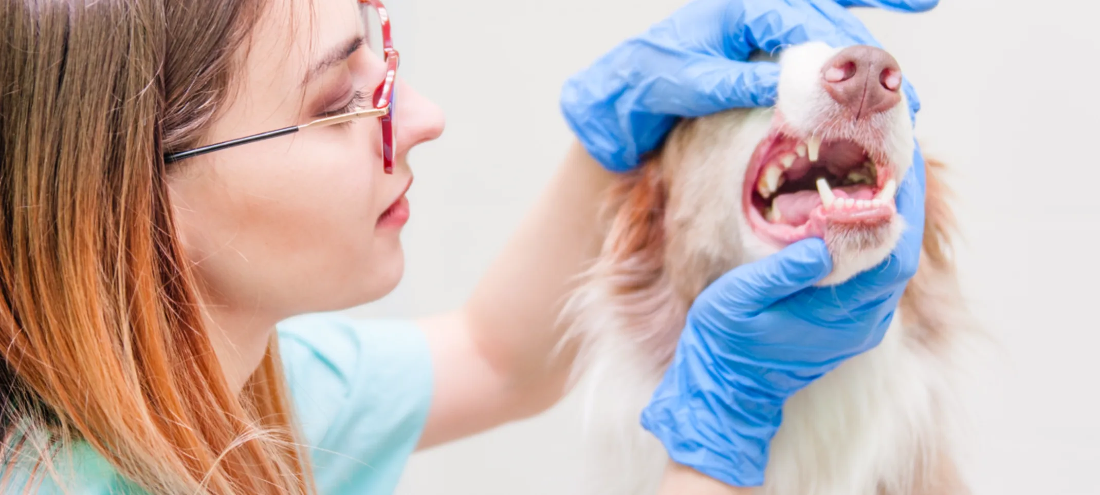 White and Orange Dog is having their teeth examined by a female Veterinarian.
