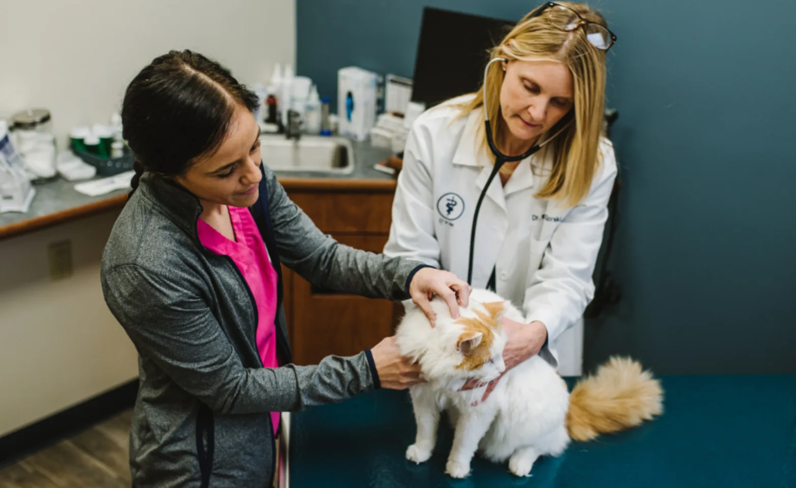 Doctor Checking Cat's Heartbeat with Nurse Doctor Checking Cat's Heartbeat with Nurse