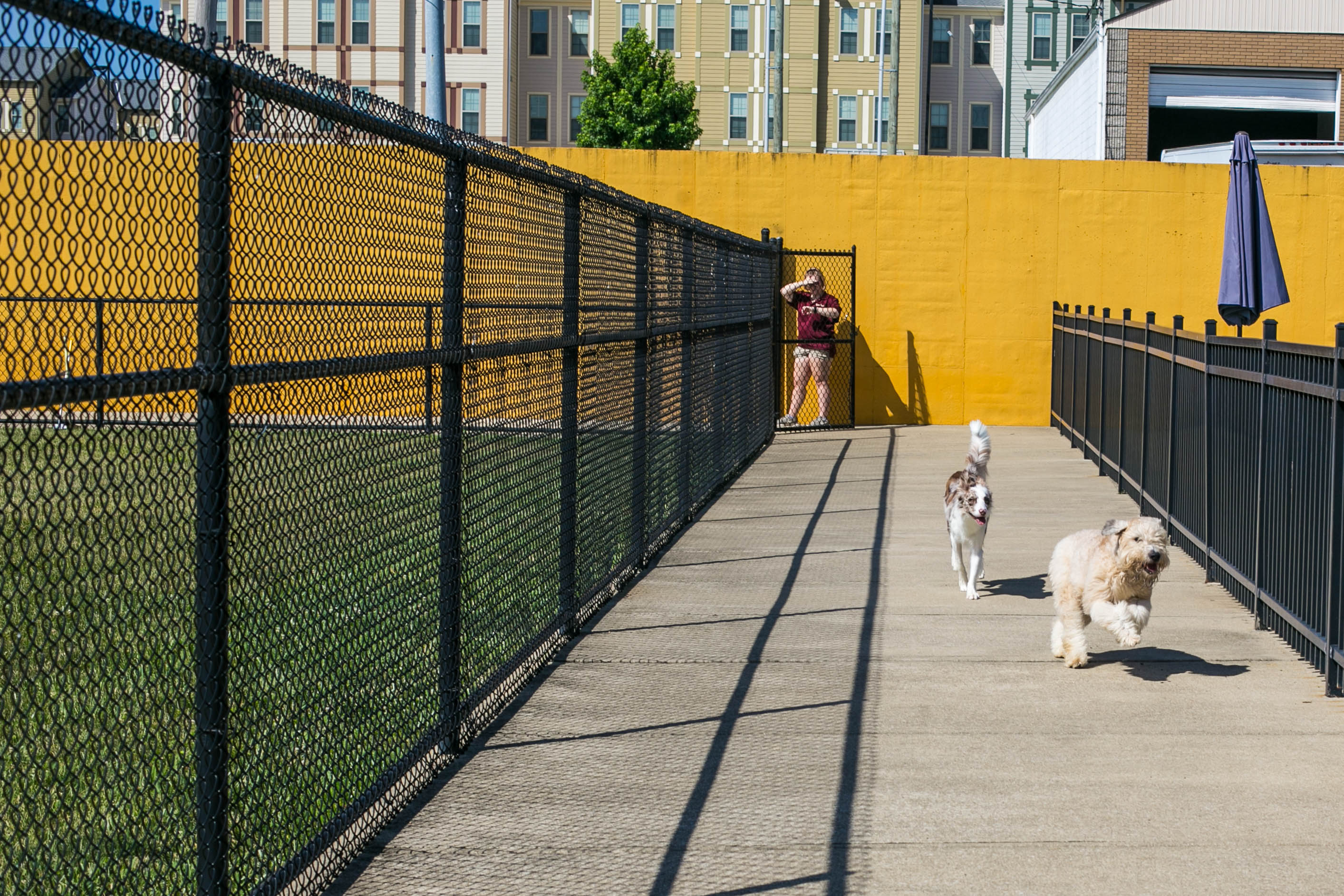 Uptown Hounds Outdoor facility shot of two dogs running around in the sun.