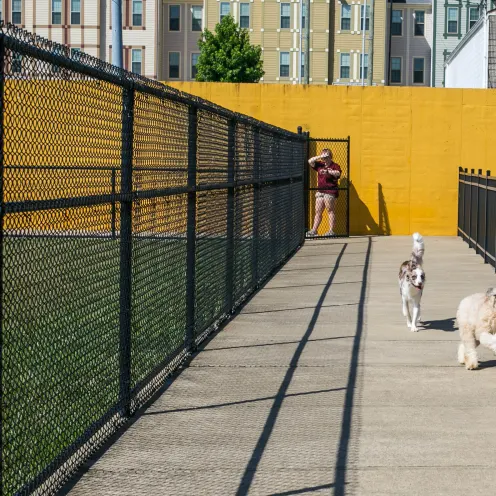 Uptown Hounds Outdoor facility shot of two dogs running around in the sun.