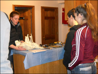 People examining horse jawbone 