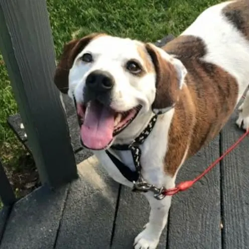 Chunky Peck Chunky Peck