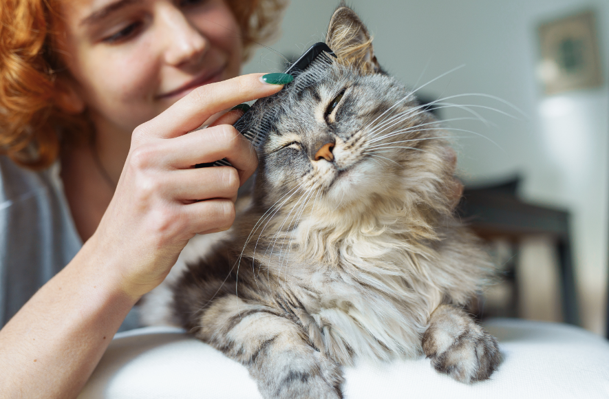 Gray Cat Getting Groomed