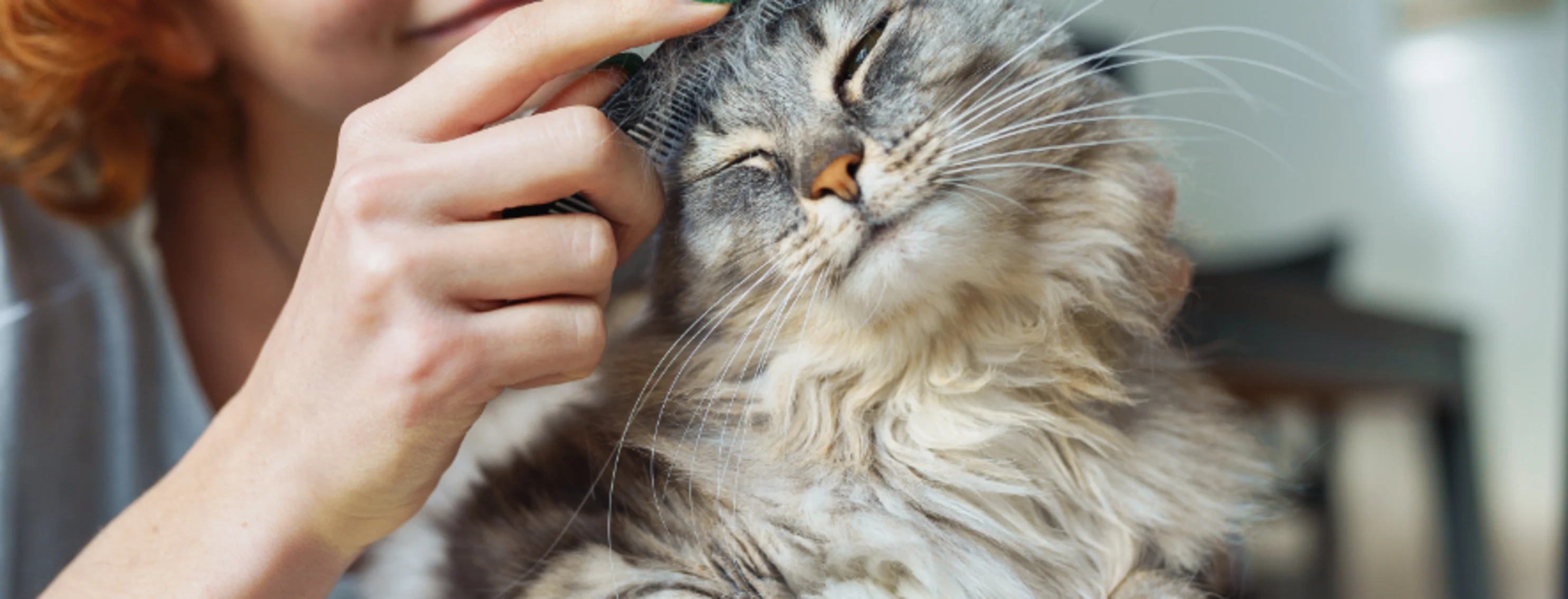 Gray Cat Getting Groomed Gray Cat Getting Groomed