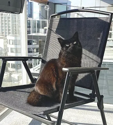Black cat on chair Black cat on chair