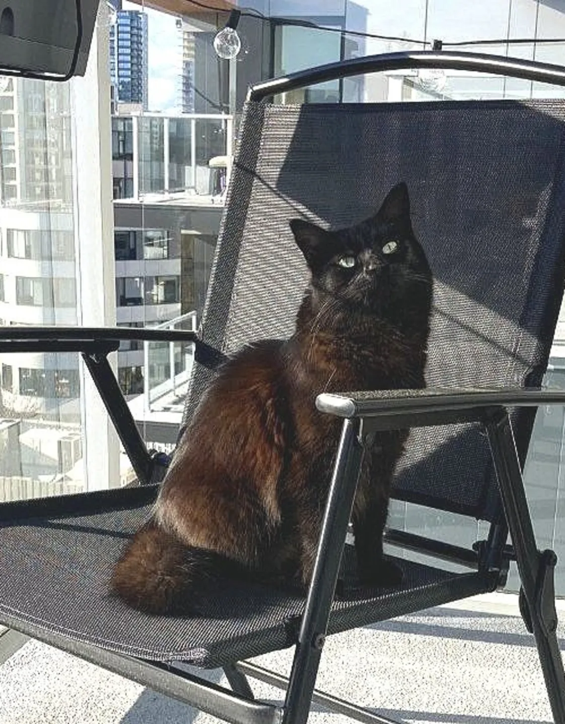 Black cat on chair Black cat on chair