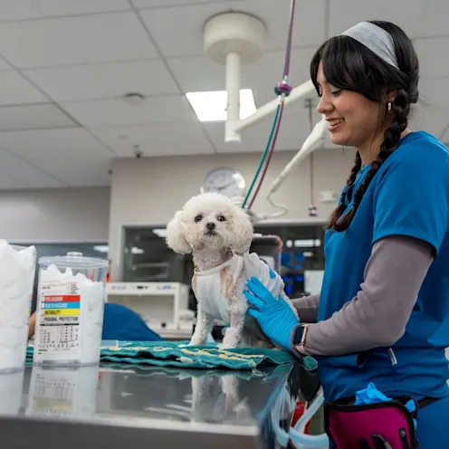 Staff with dog on exam table Staff with dog on exam table