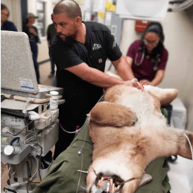 Adrian Castro of PVIMS performing an exam on an animal Adrian Castro of PVIMS performing an exam on an animal