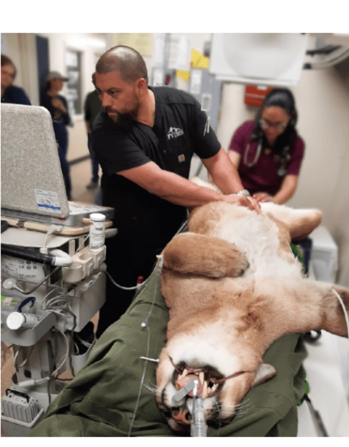 Adrian Castro of PVIMS performing an exam on an animal Adrian Castro of PVIMS performing an exam on an animal