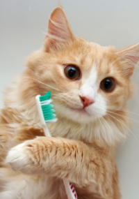 Orange Cat Holding a Toothbrush