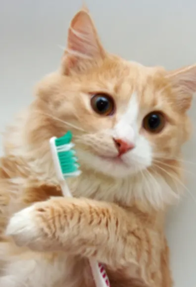 Orange Cat Holding a Toothbrush Orange Cat Holding a Toothbrush