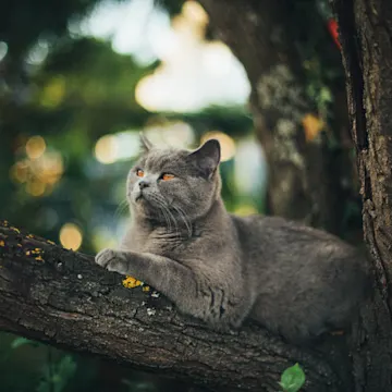 A gray cat sitting outside on a tree branch A gray cat sitting outside on a tree branch