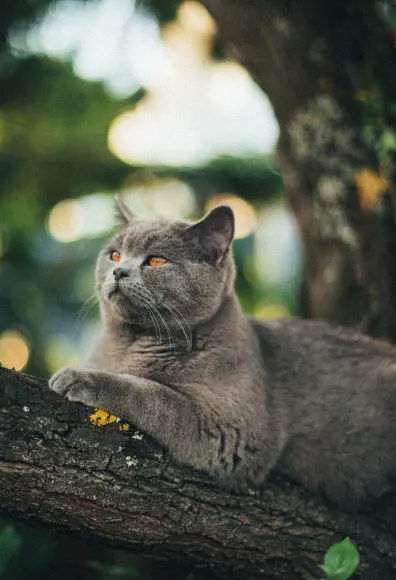 A gray cat sitting outside on a tree branch