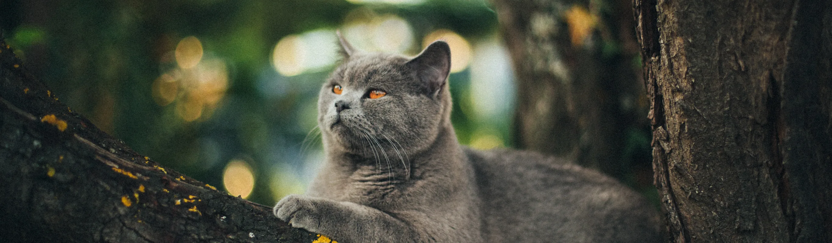 A gray cat sitting outside on a tree branch