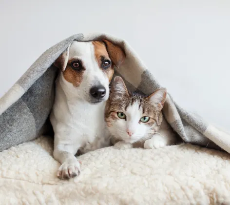 Cat and dog under blanket