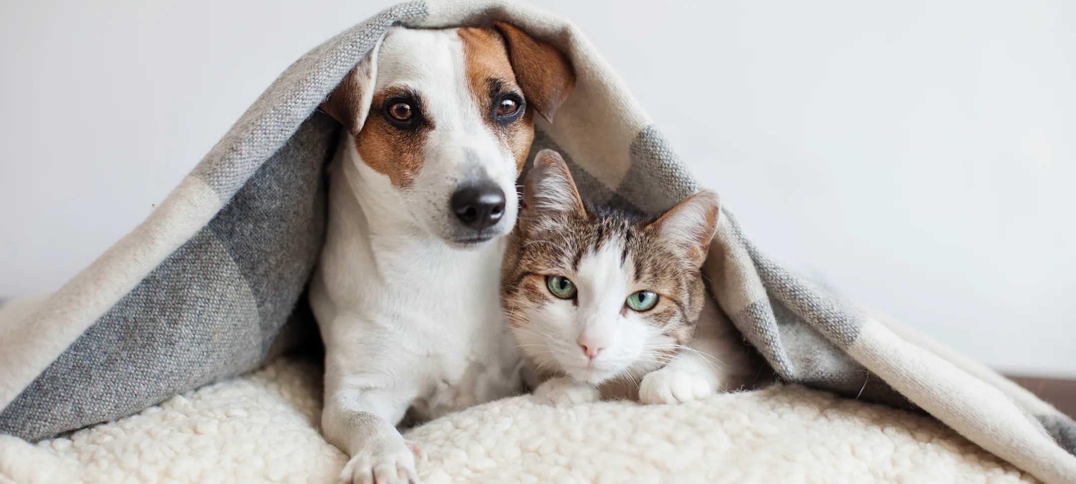 Cat and dog under blanket