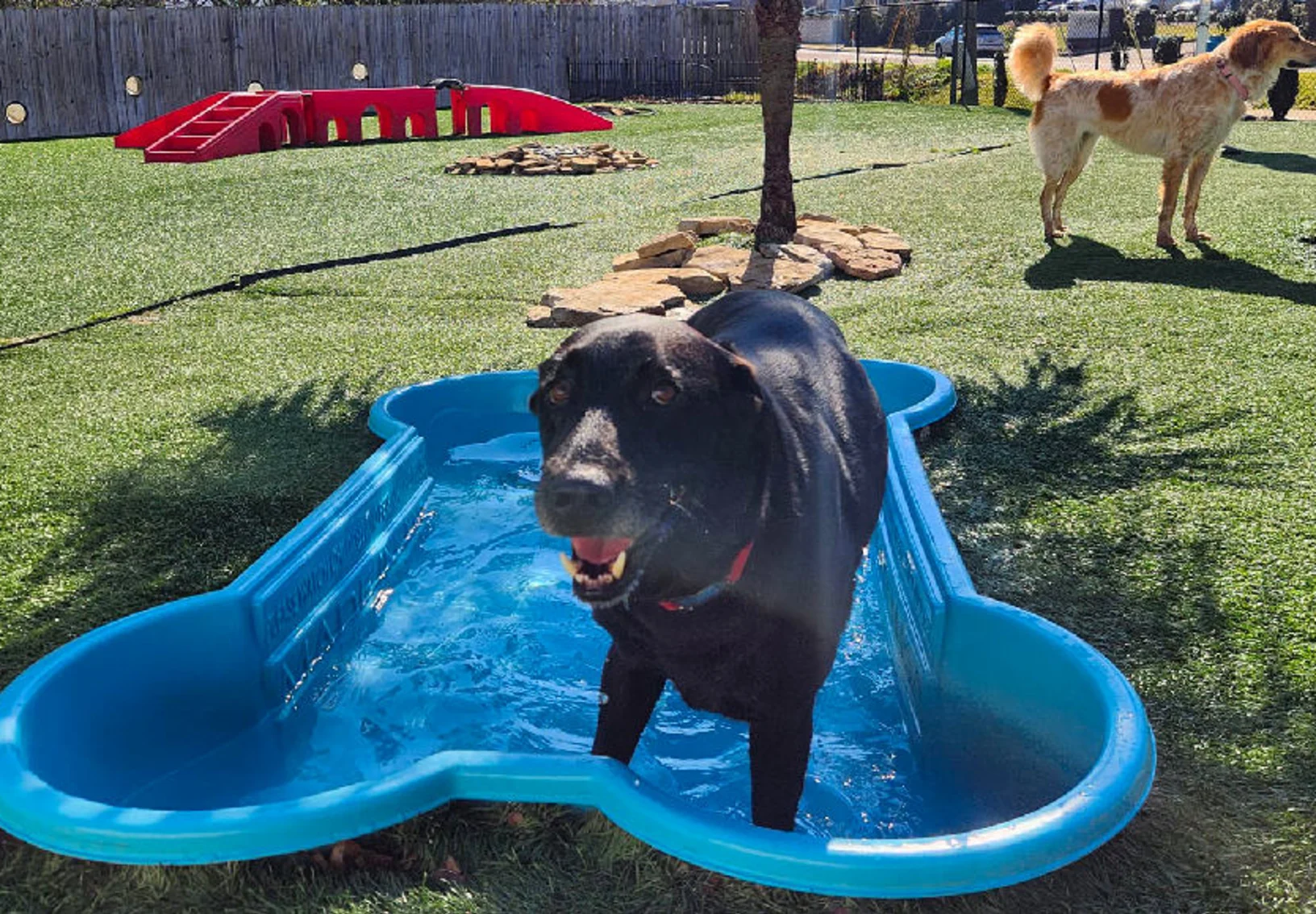 A black dog standing in a bone shaped pool at Club Mutts