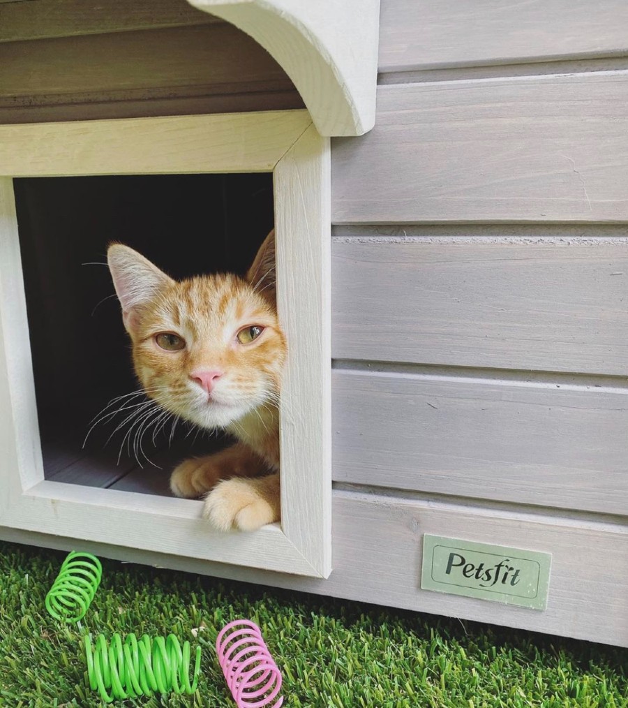 Cat in a cat house 