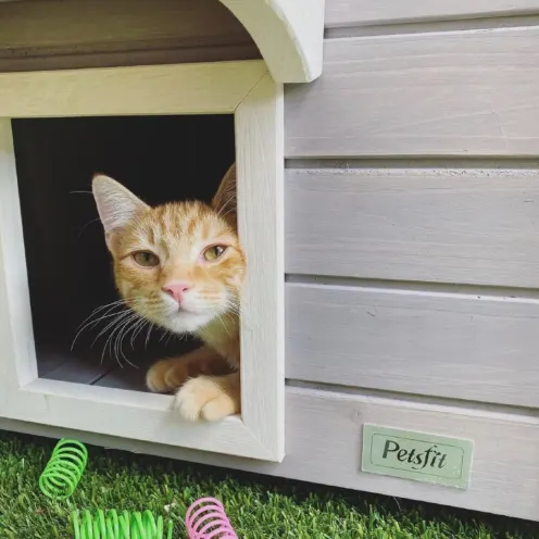 Cat in a cat house 