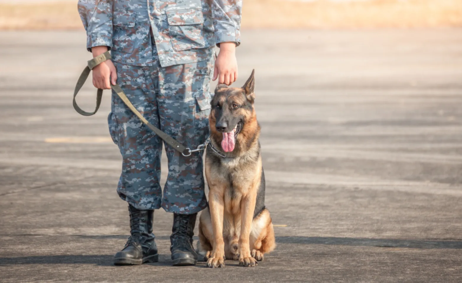German Shepard (Dog) with Military Personnel German Shepard (Dog) with Military Personnel
